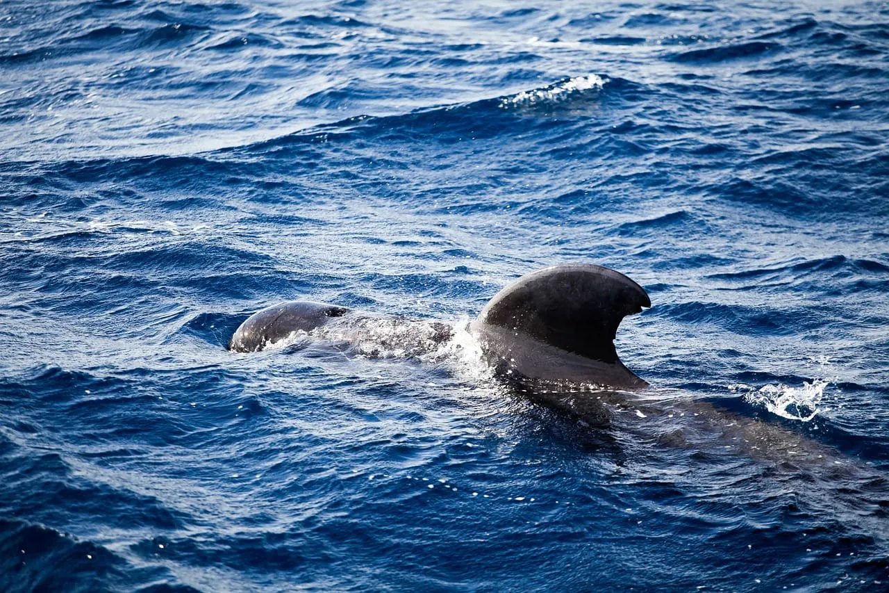 Ballena-Imagen de Christian Bueltemann en Pixabay