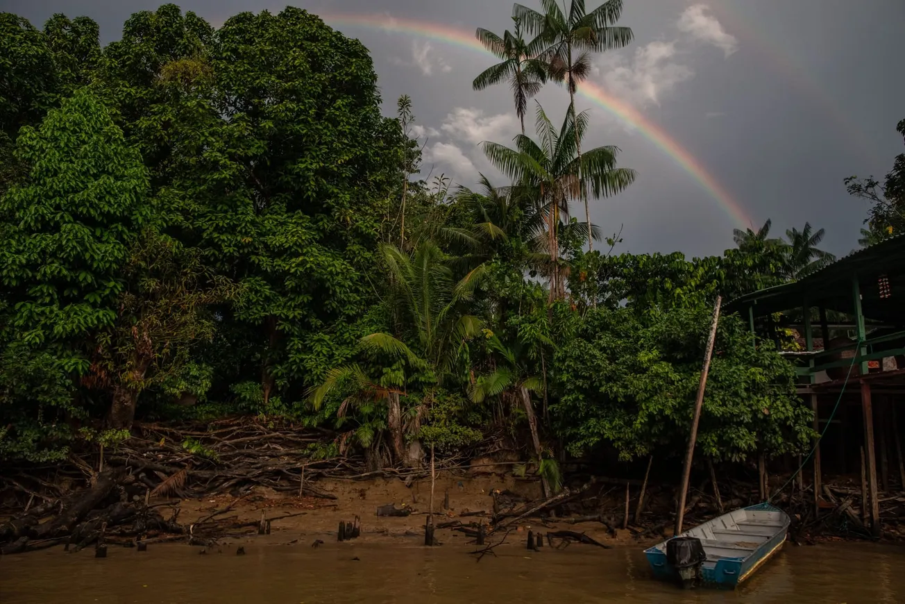 Revocan licencia del mayor proyecto de compensación forestal del mundo