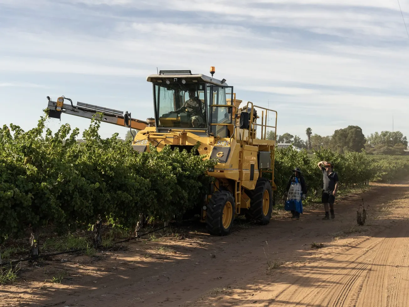 Cambio climático afecta el sabor del vino y amenaza regiones vinícolas
