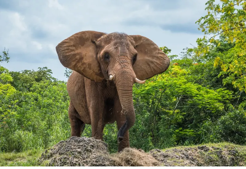 Elefante mata a mujer