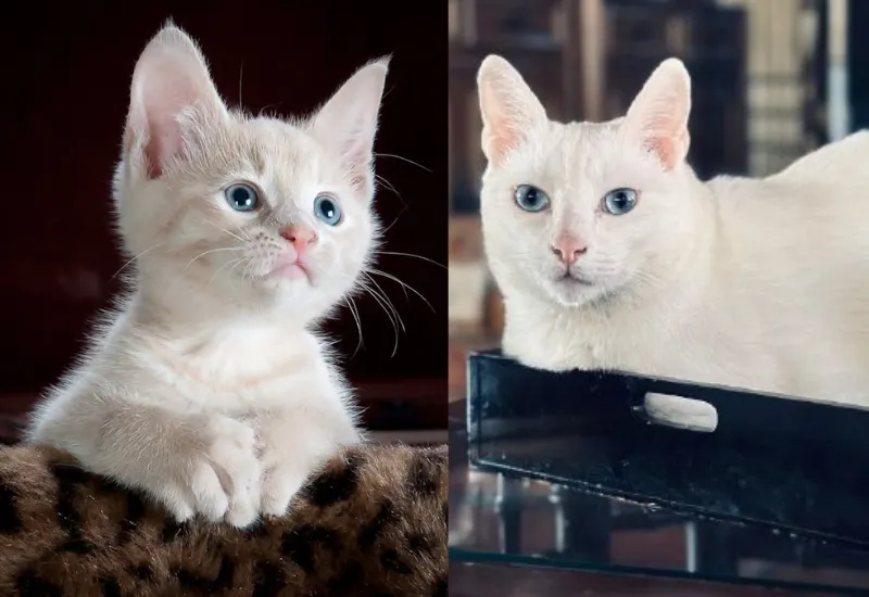 ¿Tienes un gato blanco con ojos azules? Seguramente es sordo