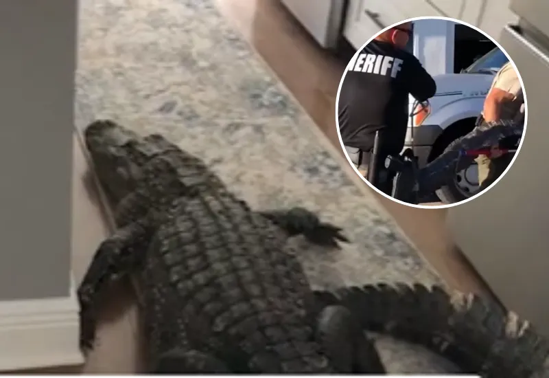 Caimán cocina Florida