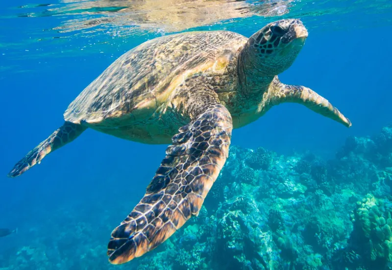 tortugas marinas venezuela