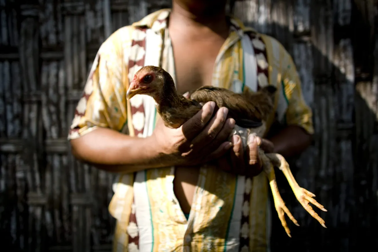 Gripe aviar H5 infecta a humano sin contacto con aves en EEUU