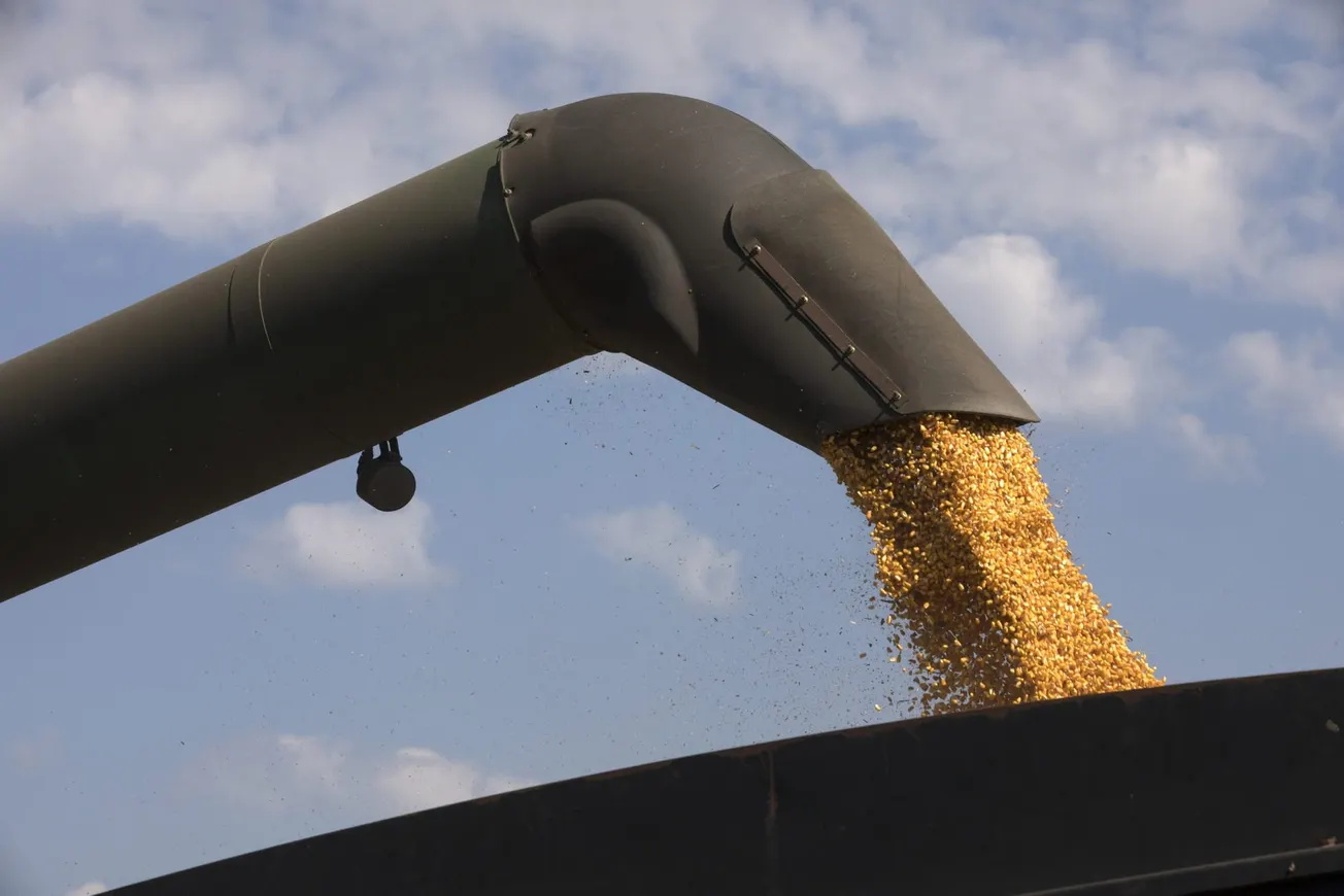 Plaga de insectos afecta cultivos en Argentina y obstaculiza plan de recuperación de Milei