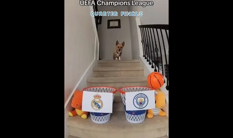 Perrito ganadores Champions League