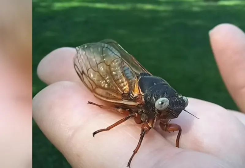 Extrañas cigarras de ojos azules fueron encontradas en Chicago