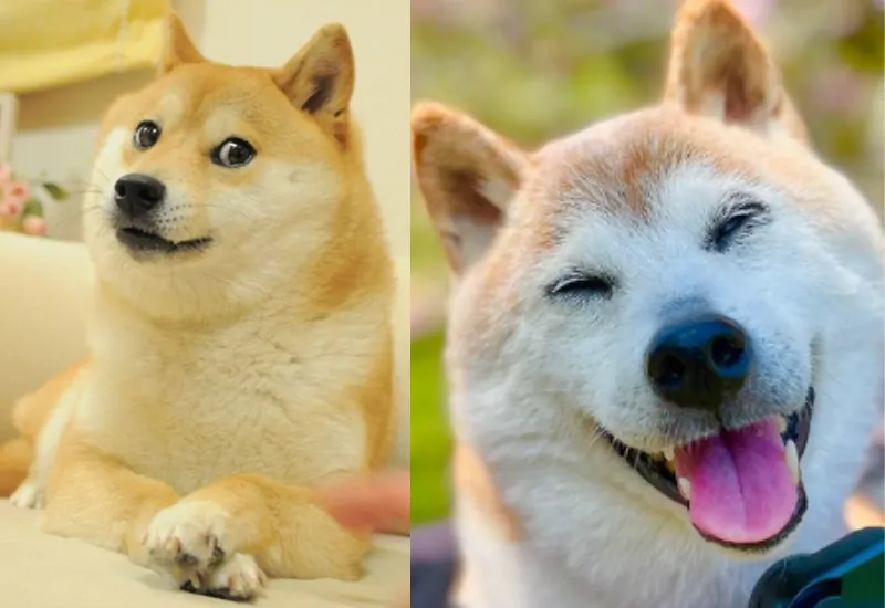 falleció perrita "Doge"