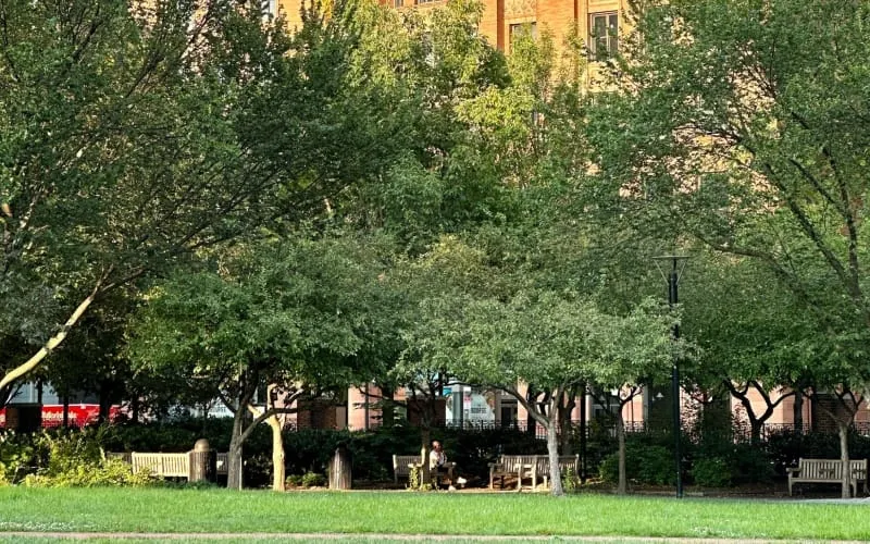 árbol de filadelfia