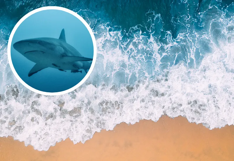 Tiburones florida