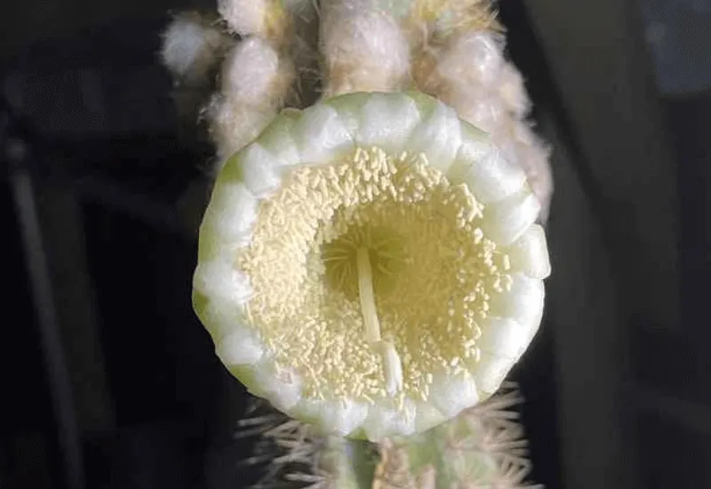 El cactus arbóreo es la primera especie en extinguirse por el aumento del nivel del mar