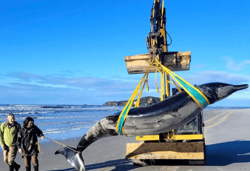Científicos analizan a la ballena con dientes de pala ¿Qué debes saber sobre la ballena más rara del mundo?