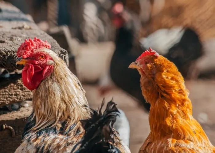 gripe aviar colorado