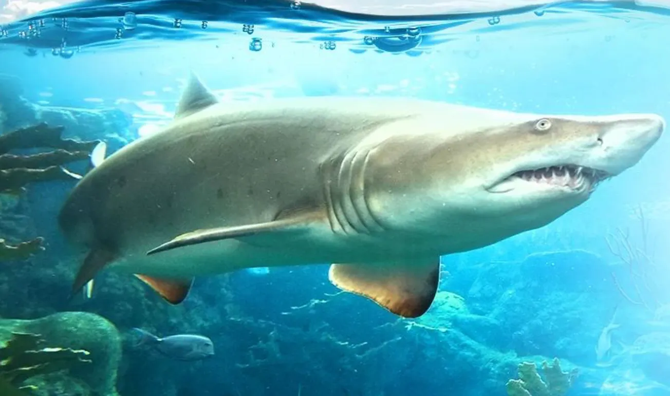 Shark Summer at Adventure Aquarium y otros eventos en Filadelfia esta semana