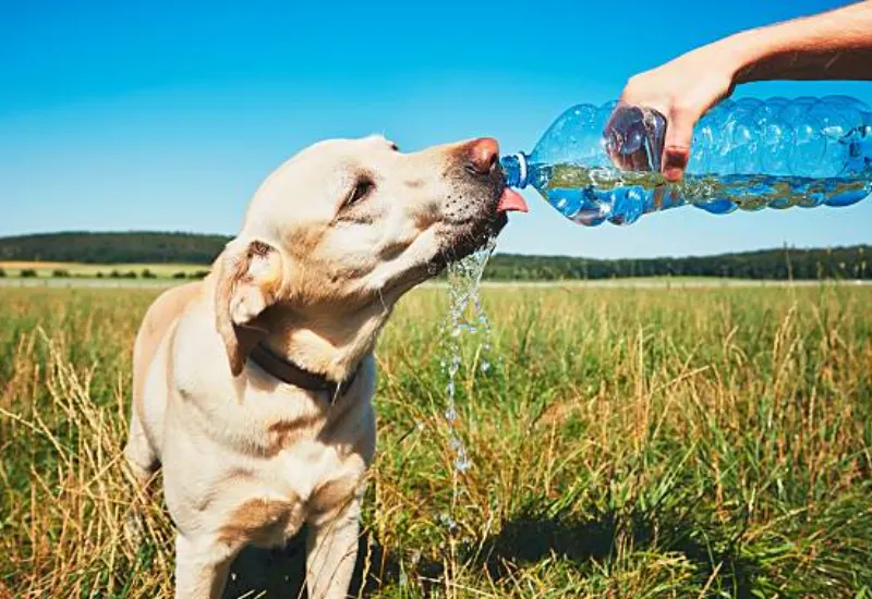 ¿Cómo debo proteger a mí mascota durante las altas temperaturas? Todo lo que debes saber