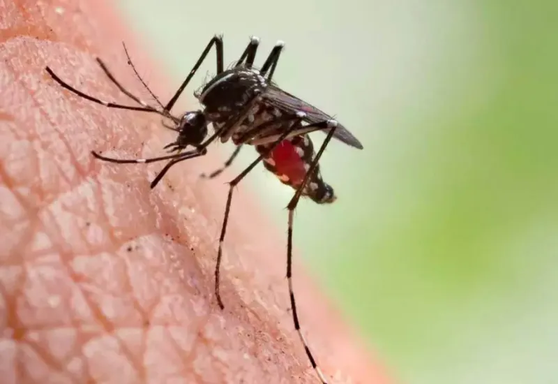 El virus del Nilo provocó 7 muertes en EEUU este 2024. ¿Cómo puedo prevenirlo?