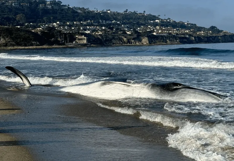 Ballena fallece tras quedarse varada en la costa de Torrance Beach
