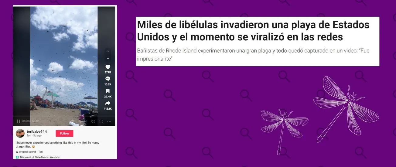 libélulas rhode island