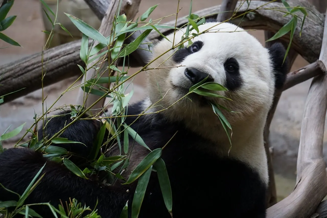 El Zoológico Nacional está listo para recibir a Qing Bao y Bao Li, los dos nuevos pandas gigantes