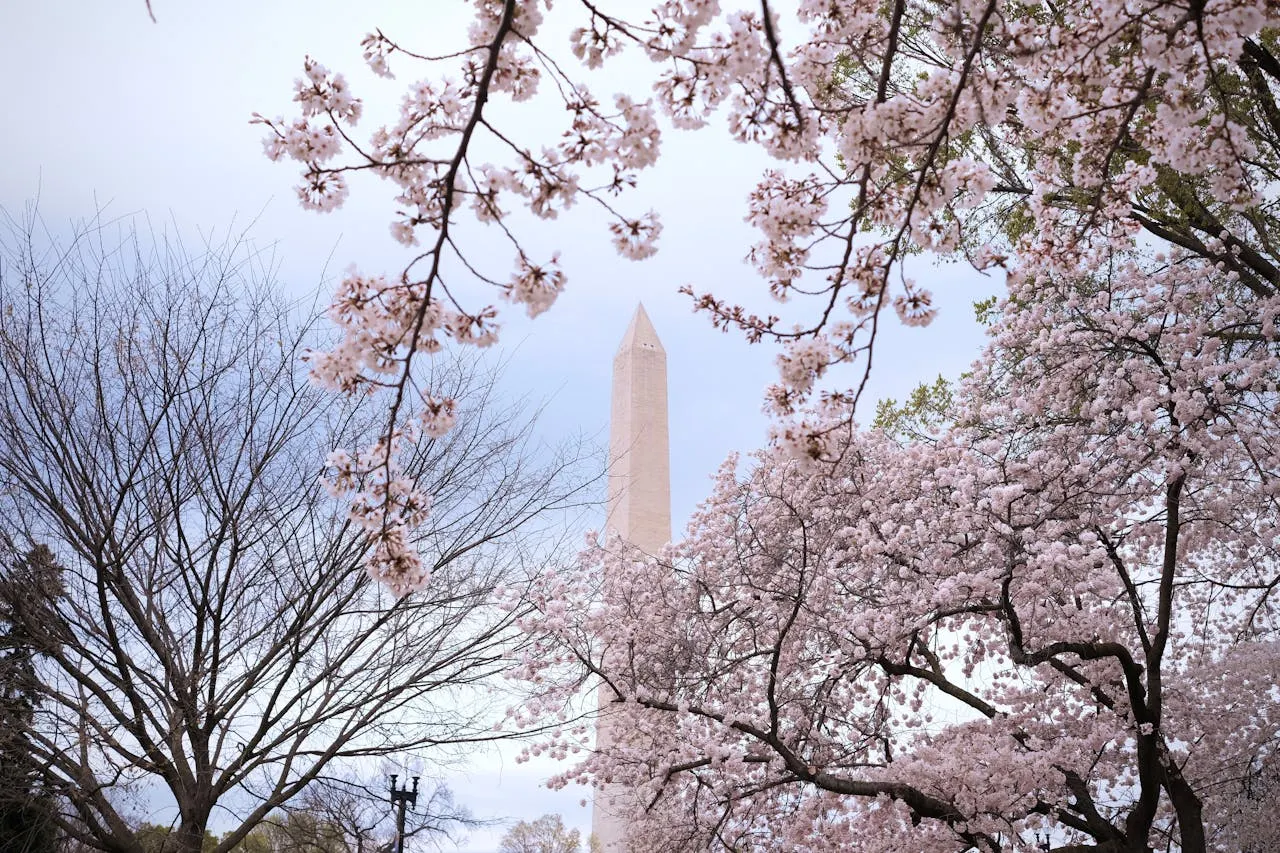 NPS confirmó que los cherry blossoms florecerán entre el 28 al 31 de marzo