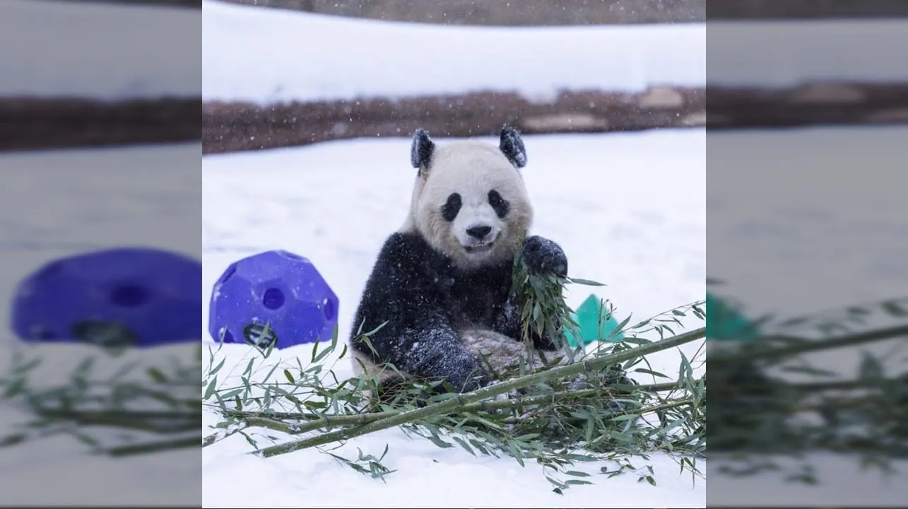 ¿Cuándo podemos ir a ver a los pandas en el Smithsonian's National Zoo?