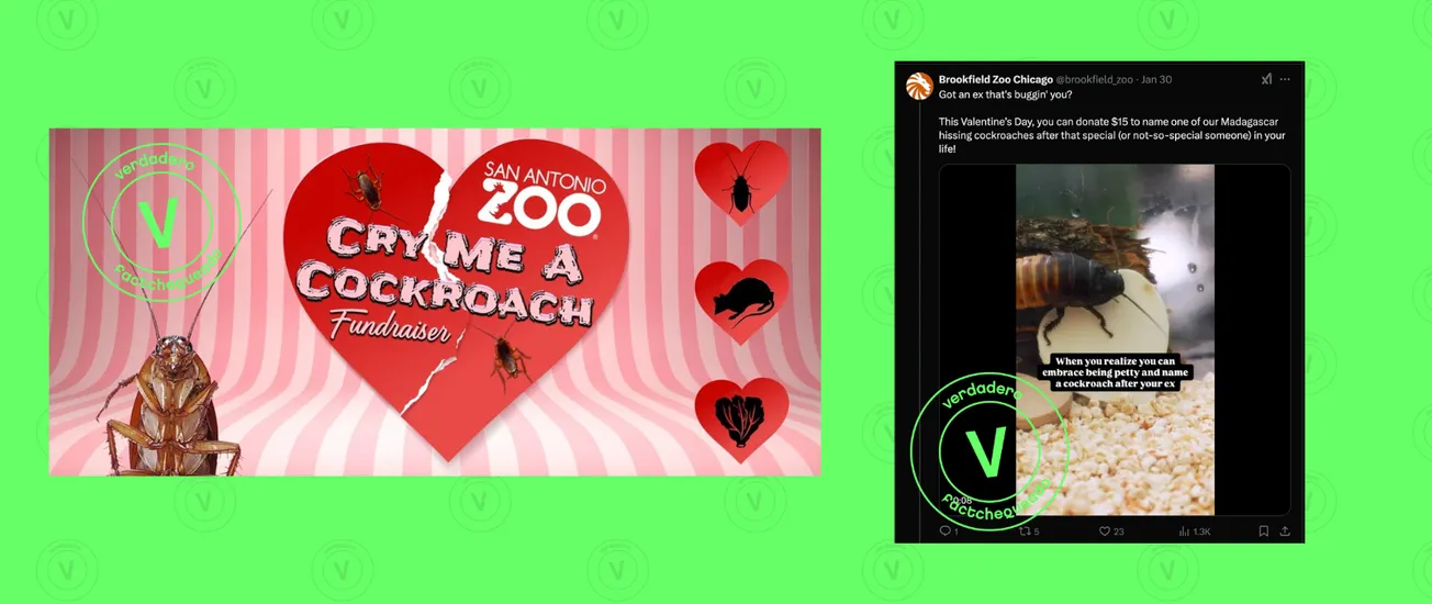 zoológicos cucaracha san valentín