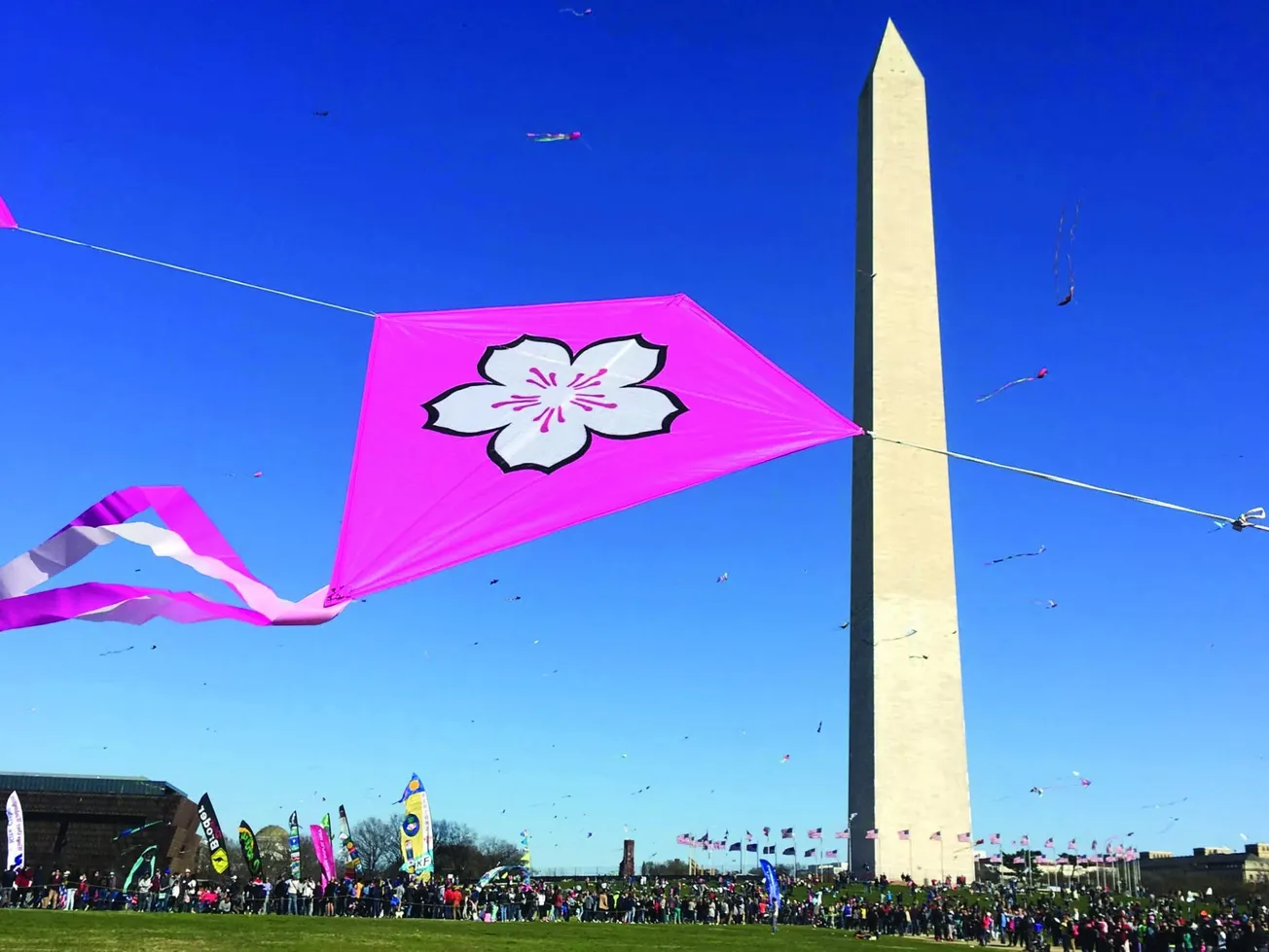 ¿Cómo llegar a los cherry blossom y a los eventos?