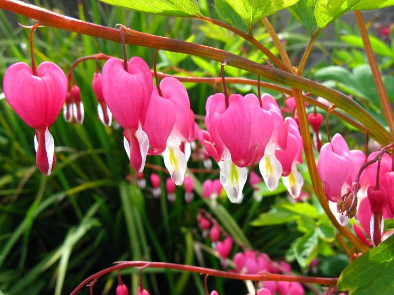 a close up of a row of bright pink bleeding heart flowers against a backdrop of green and pink 