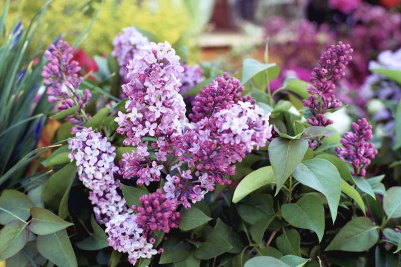 a photo of purple lilacs in bloom
