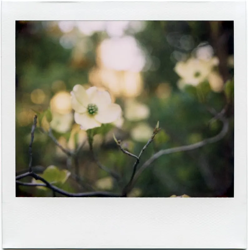 A polaroid image of a white dogwood blossom 