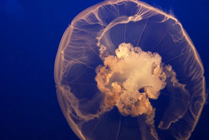 I Think I Figured Out Why AI Sucks So Much