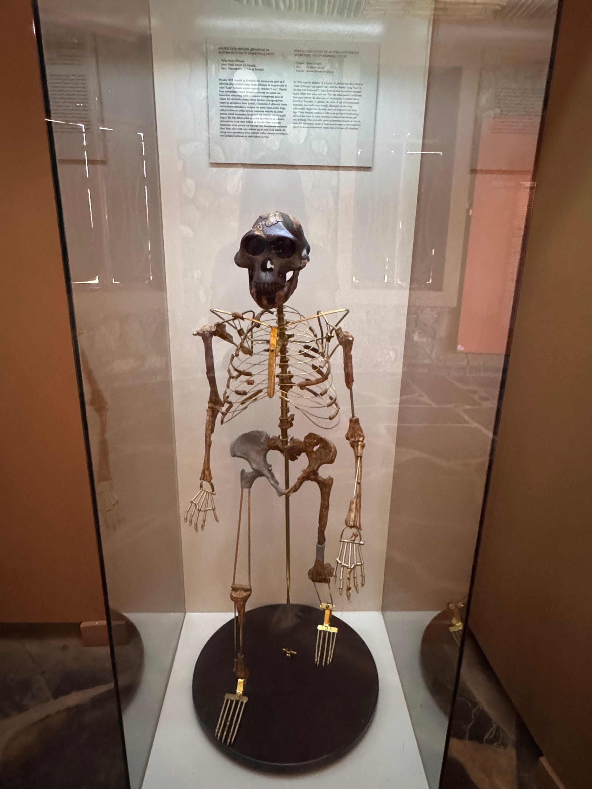Cast of Lucy, the famous Australopithecus afarensis skeleton, displayed at the Olduvai Gorge Museum in Tanzania