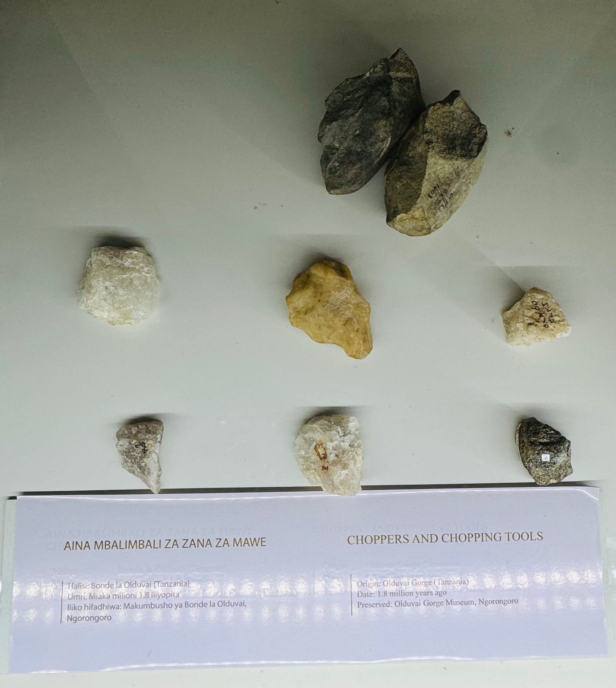 Stone tools discovered at Olduvai Gorge in Tanzania, demonstrating how ordinary-looking rocks became evidence of early innovation and daily life.