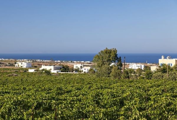 Photo Image of Lush Vineyard in Santorini, Greece 
