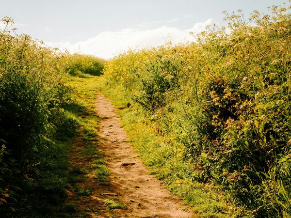 A well worn path. A symbol of many travelers at different points on the same road.