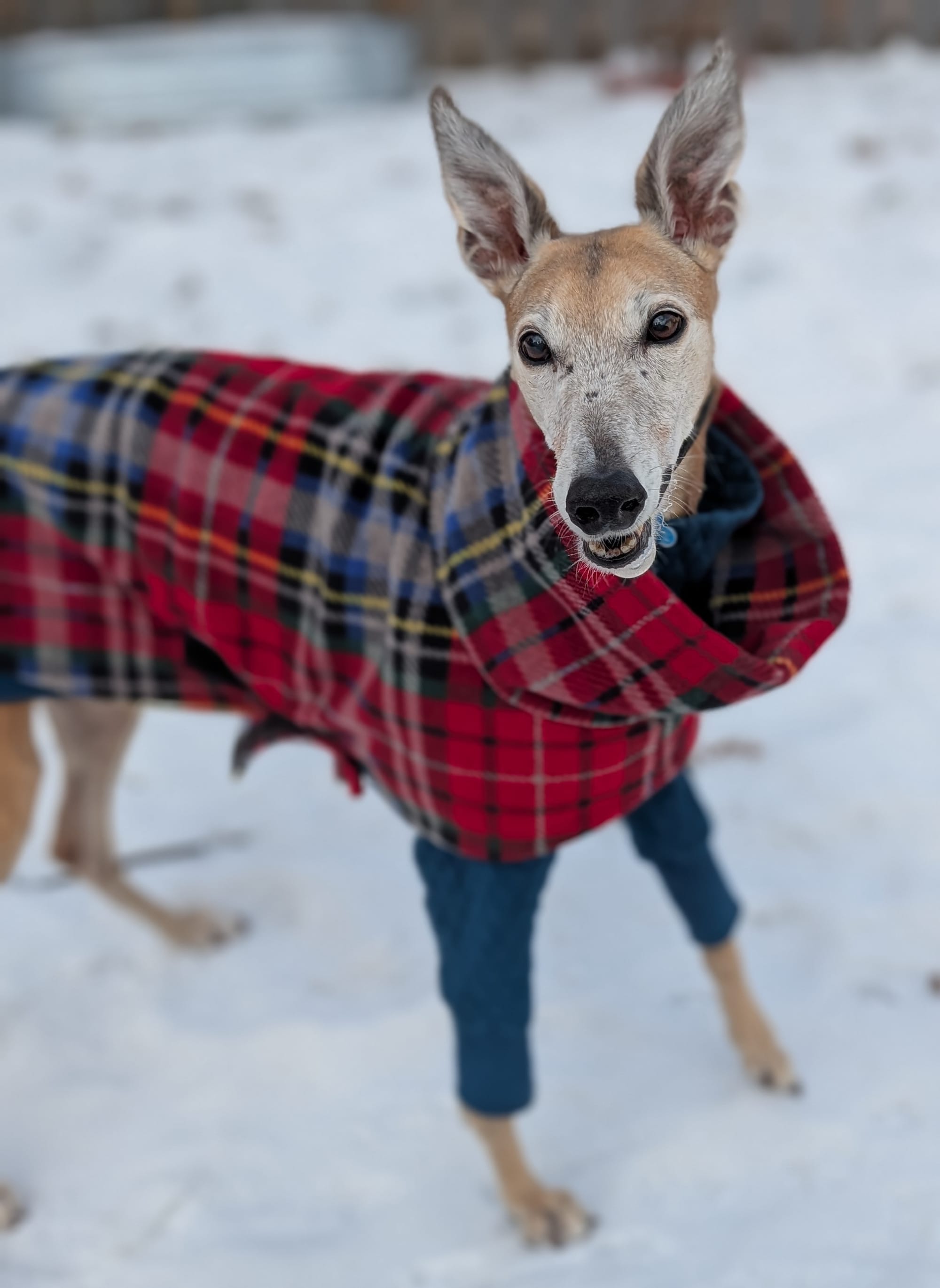 Greyhound wearing a winter coat with ears at full height.