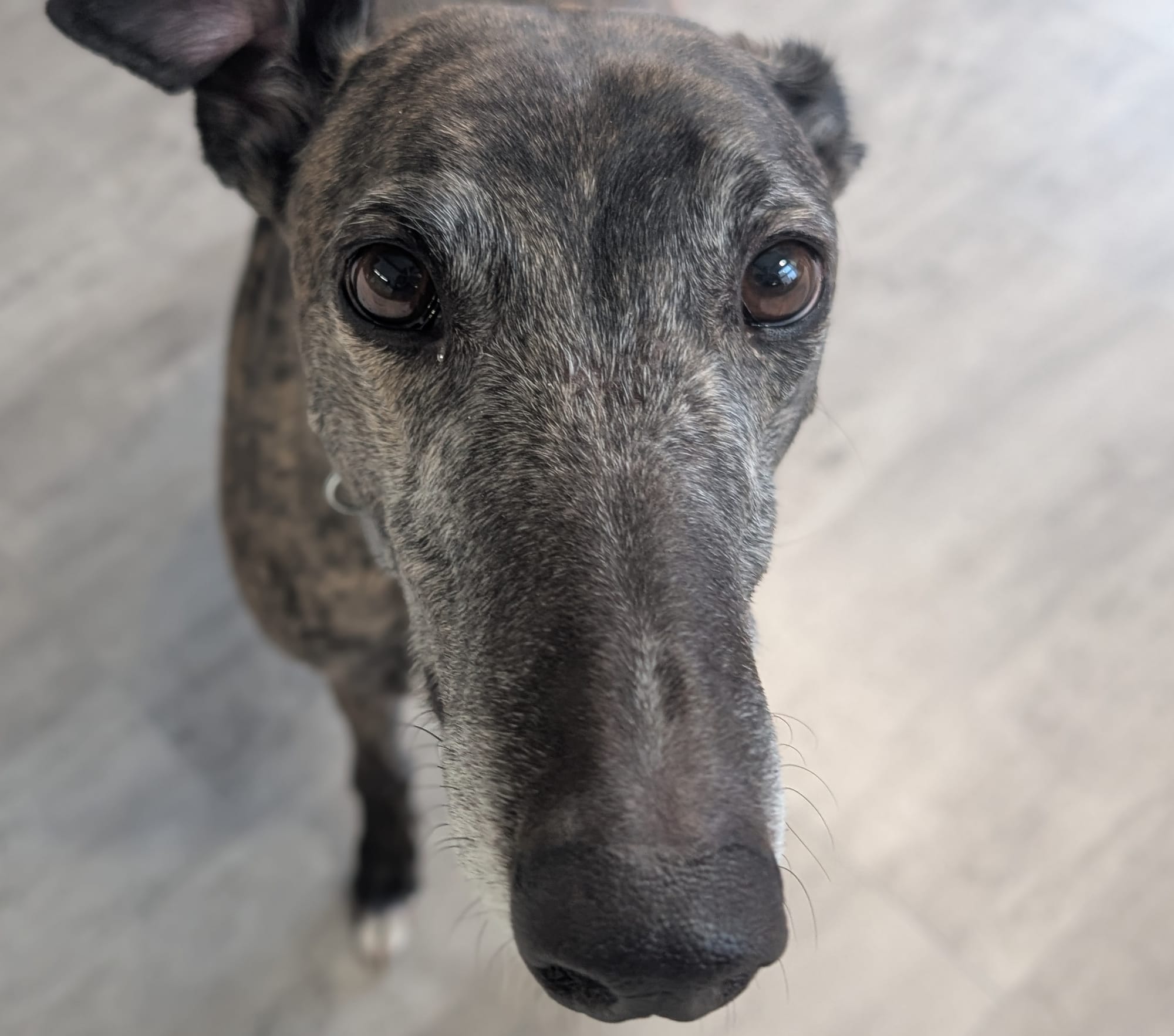 Greyhound looking soulfully upward, hoping for a treat.