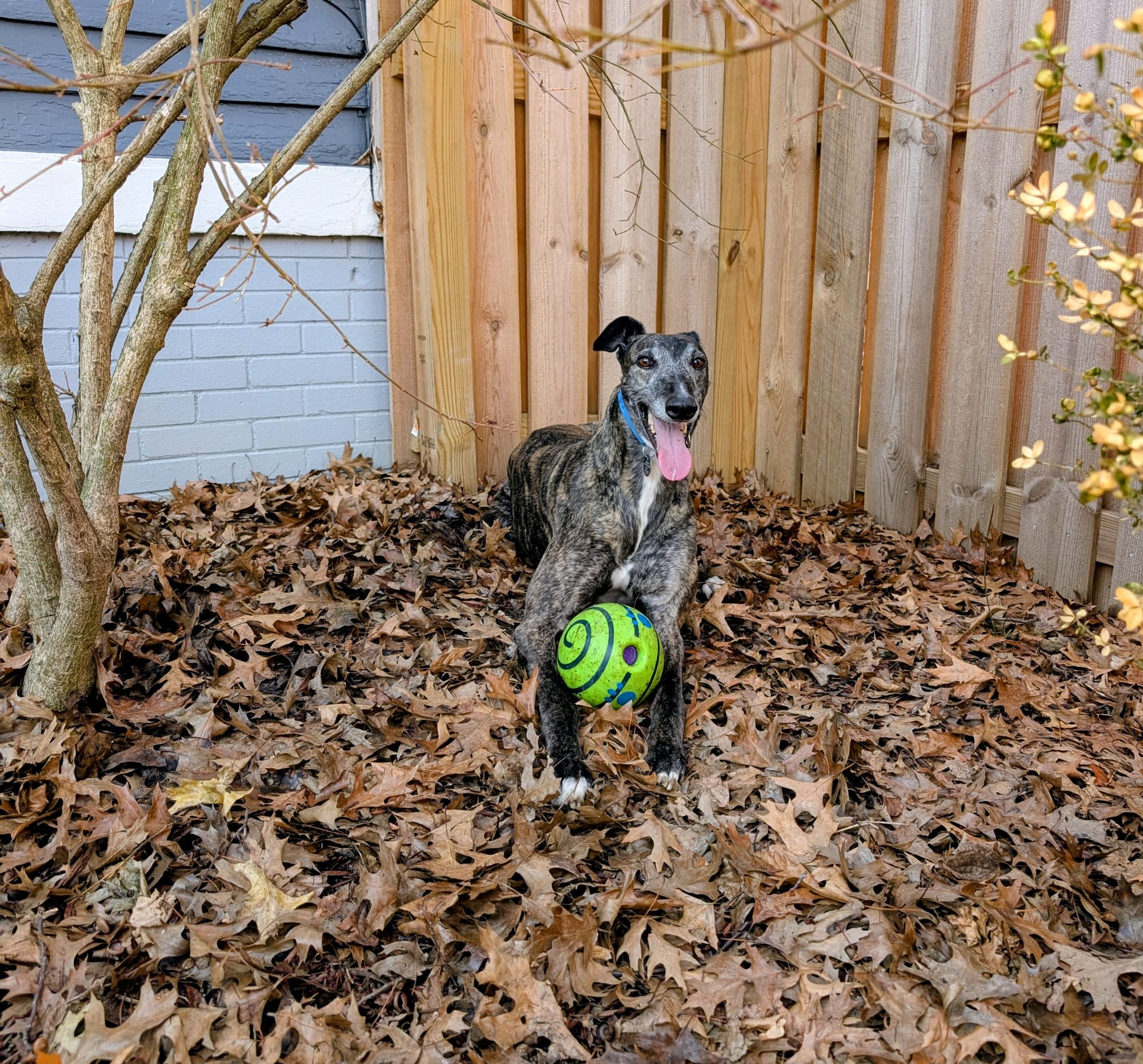 A greyhound laying in a pile of leaves holding a green ball. 