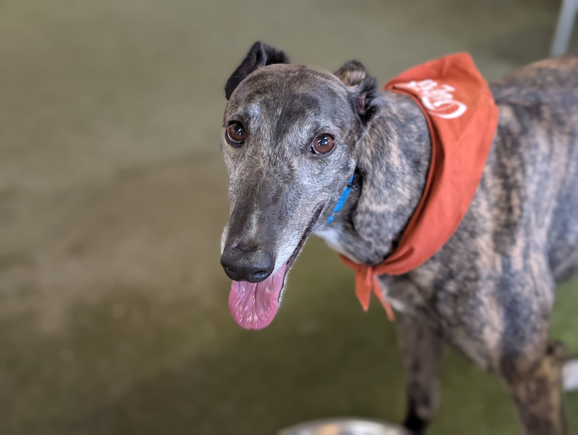 A greyhound wearing a bandana, tongue out.