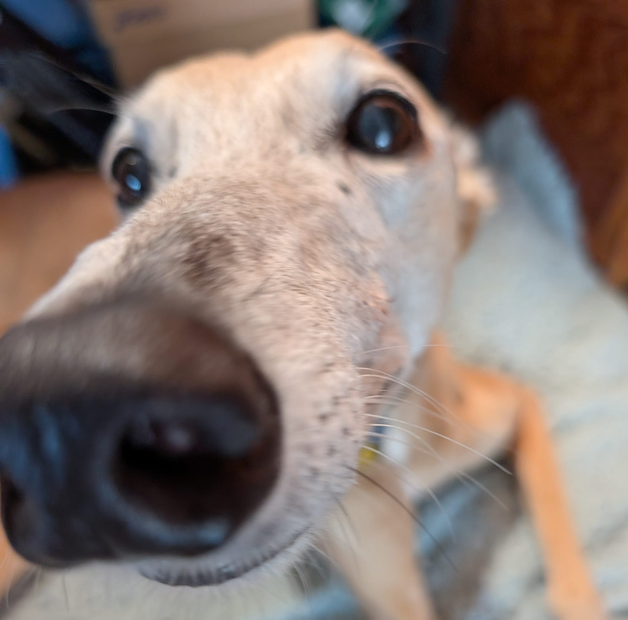 Close-up photo of a greyhound's snoot. 