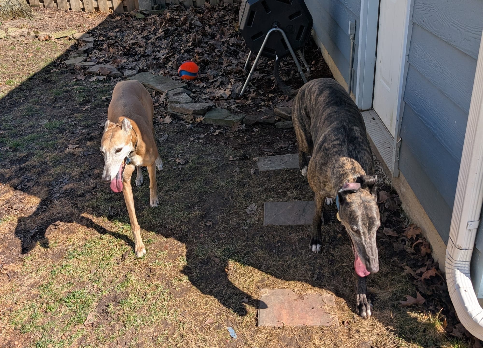 Two greyhounds walking out of the shadow into the sunlight, panting slightly. 