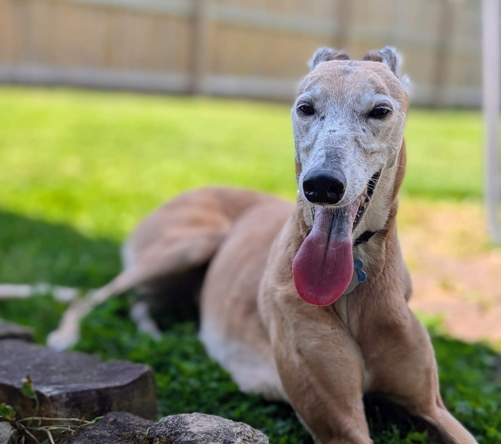 A greyhound laying in the shade, tongue out.