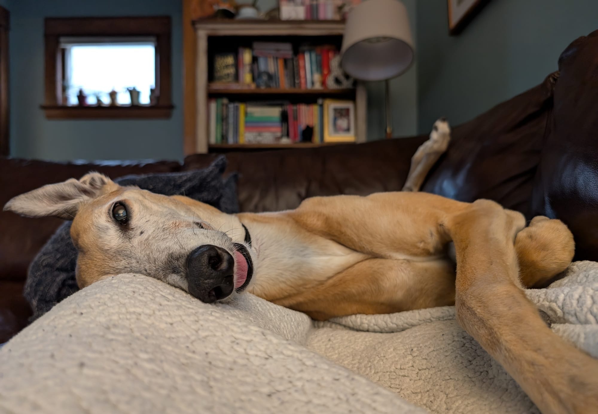 A sleepy greyhound on a couch with its tongue sticking out.
