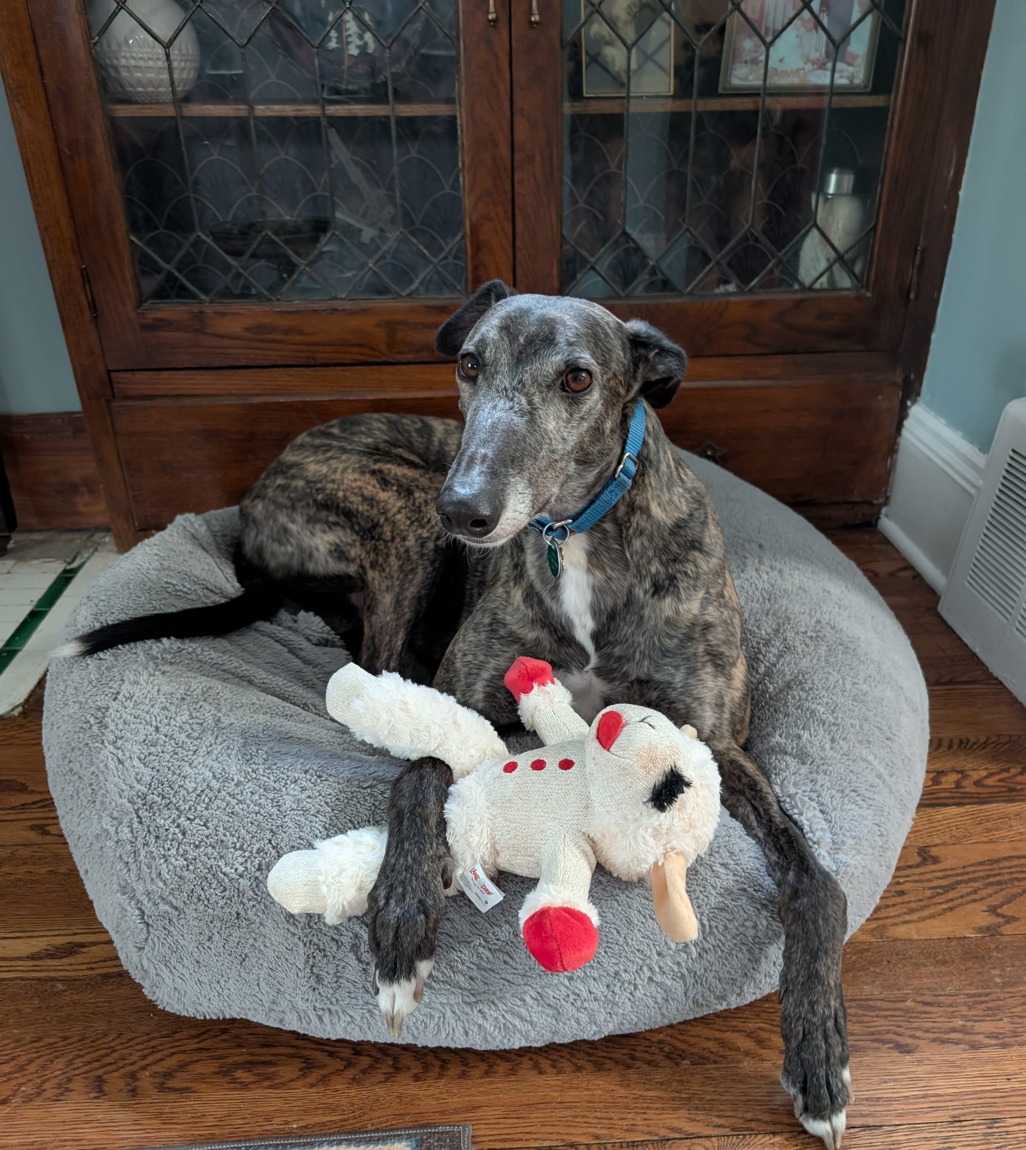 A greyhound on a dog bed with its paw over a lambchop toy.