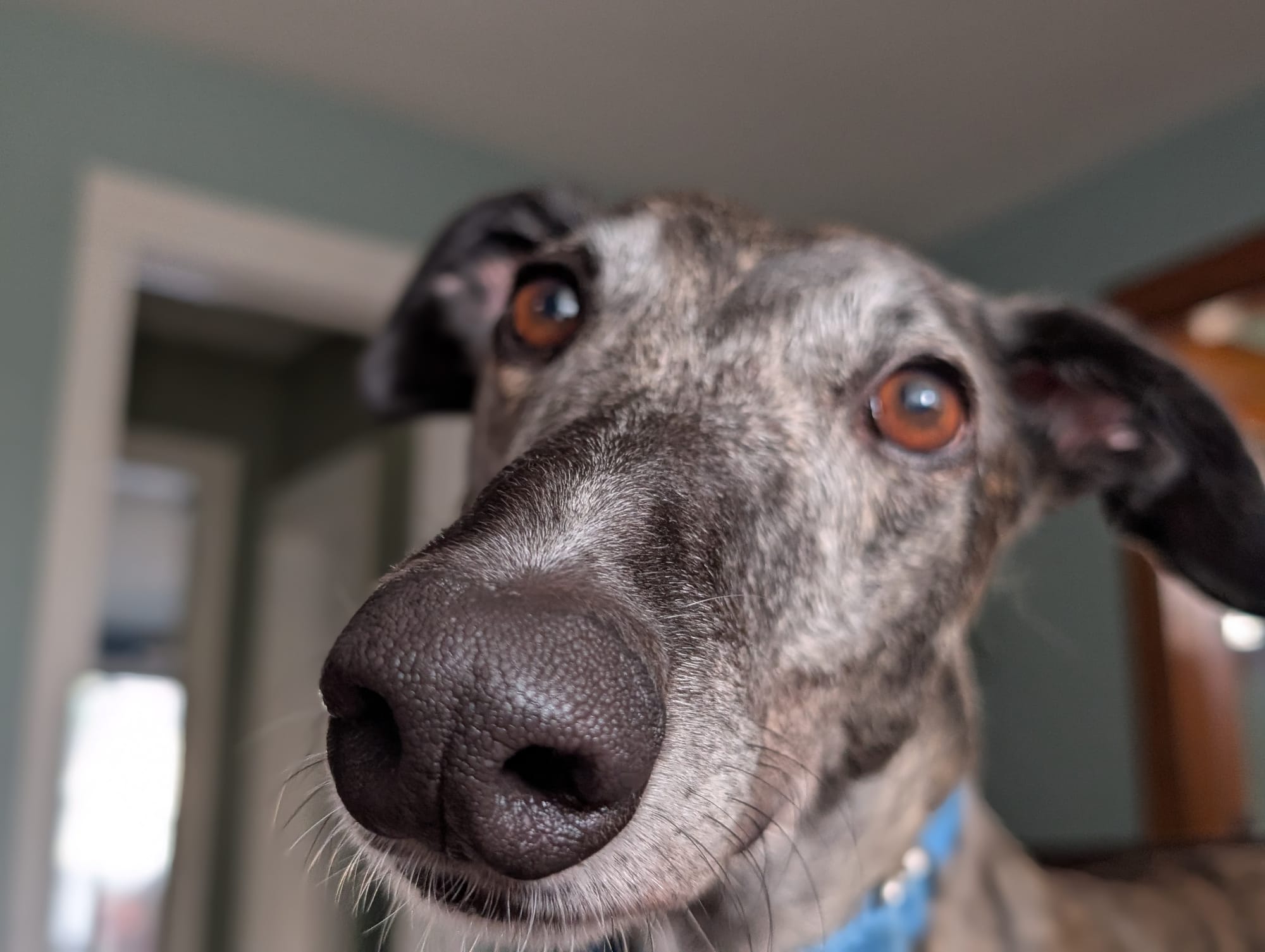 A portrait of a white and black greyhound, focused on the nose, with brown eyes in the background.