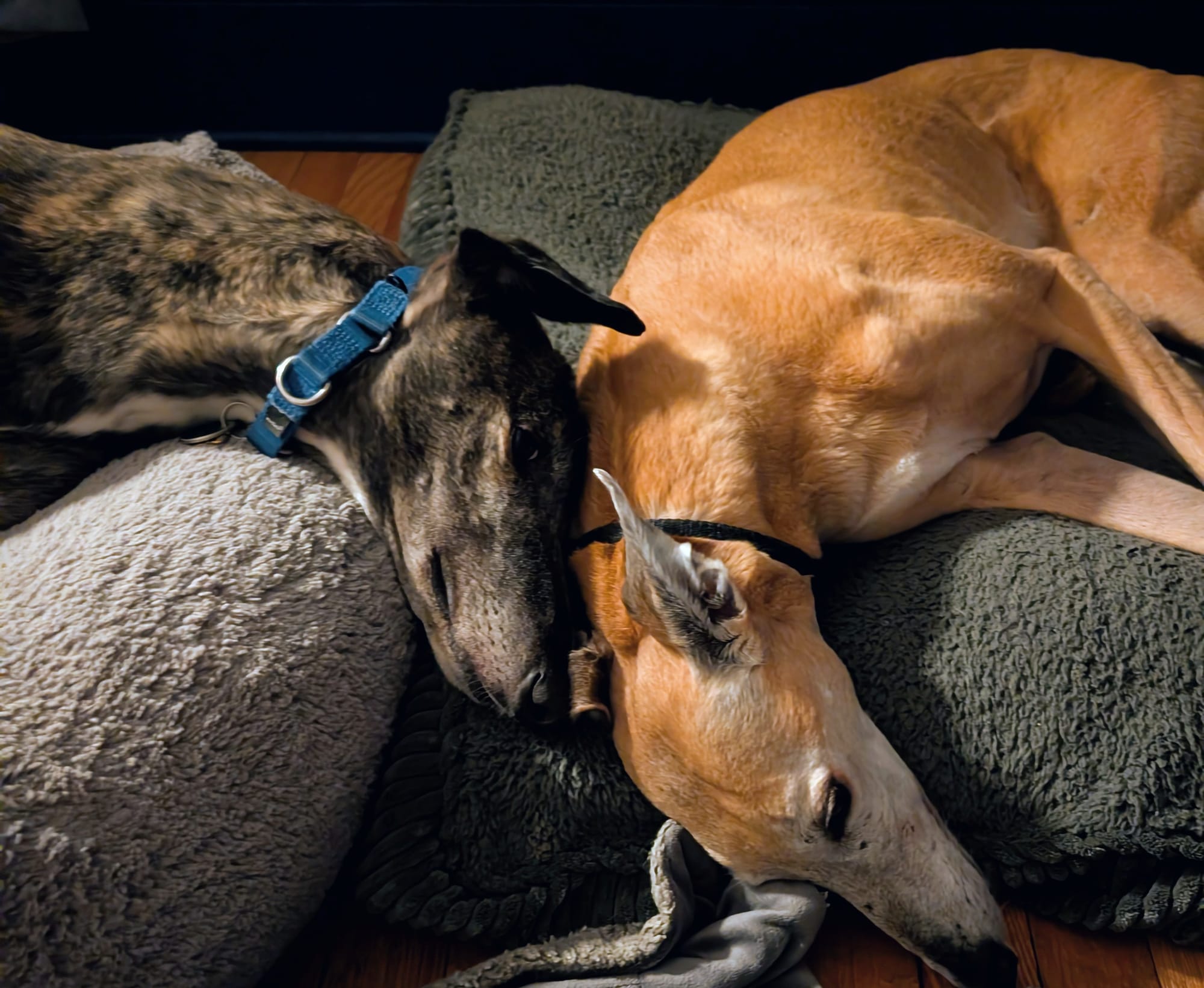Two greyhounds lying in dog beds, heads touching.