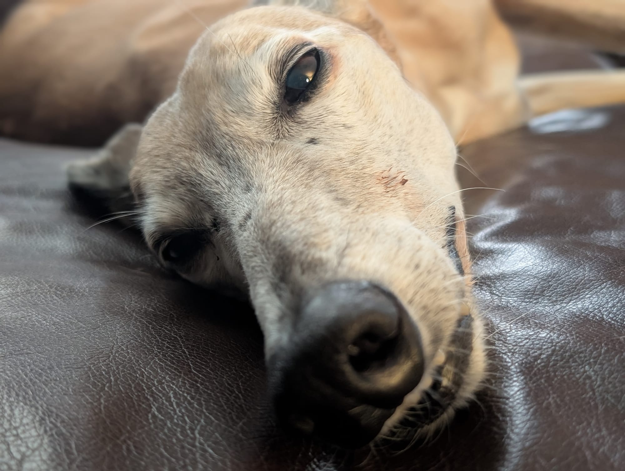 Sleepy greyhound with eyes half open.