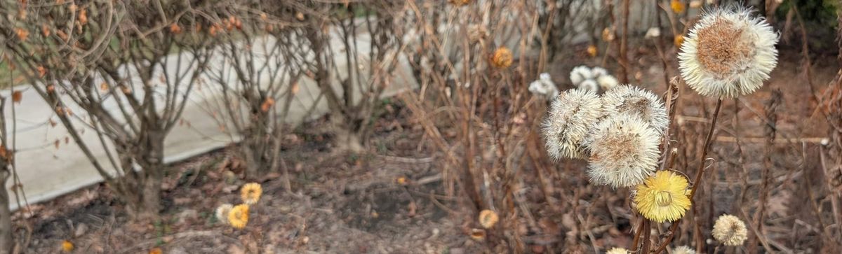 Wildflowers in a winter garden.