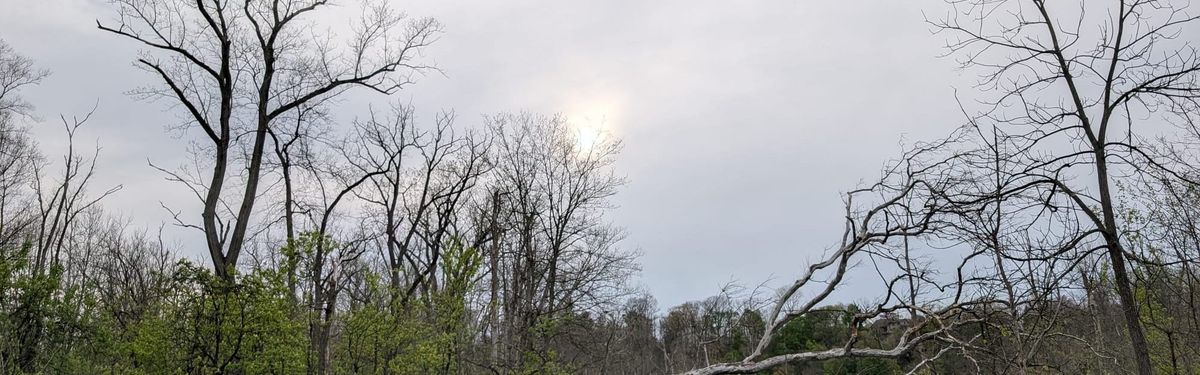 Bare trees with some green against a cloudy spring sky.