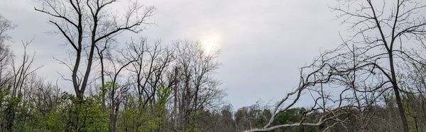 Bare trees with some green against a cloudy spring sky.
